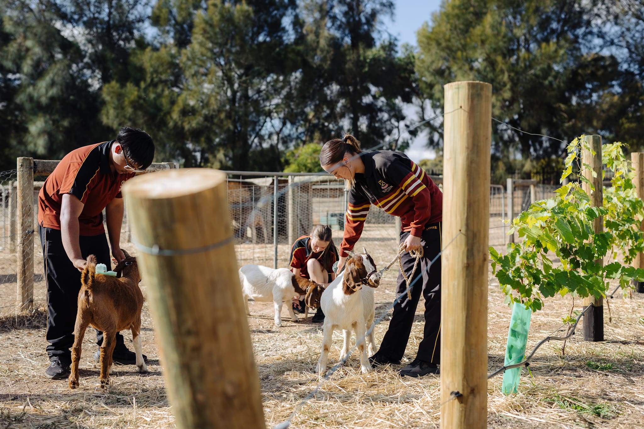 A group of students combing goats fur outdoors in the agriculture space. 